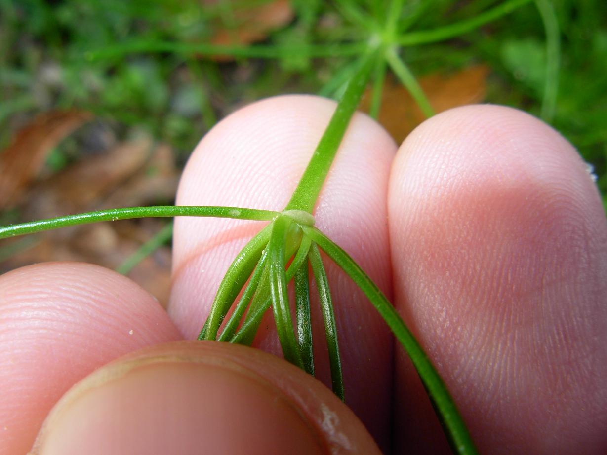 Spergula arvensis L.  / Renaiola comune